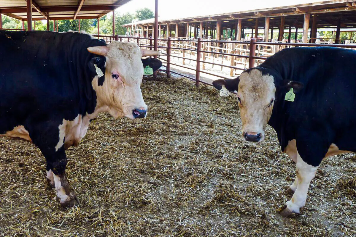 The hornless offspring of a gene-modified bull (right), alongside a horned control cow, are seen at the farm, at the University of California-Davis on September 4, 2019, in Davis, California. (Juliette Michel/ AFP via Getty Images)