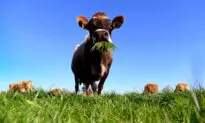There Are Better Answers to Methane Than Fart and Burp Taxes