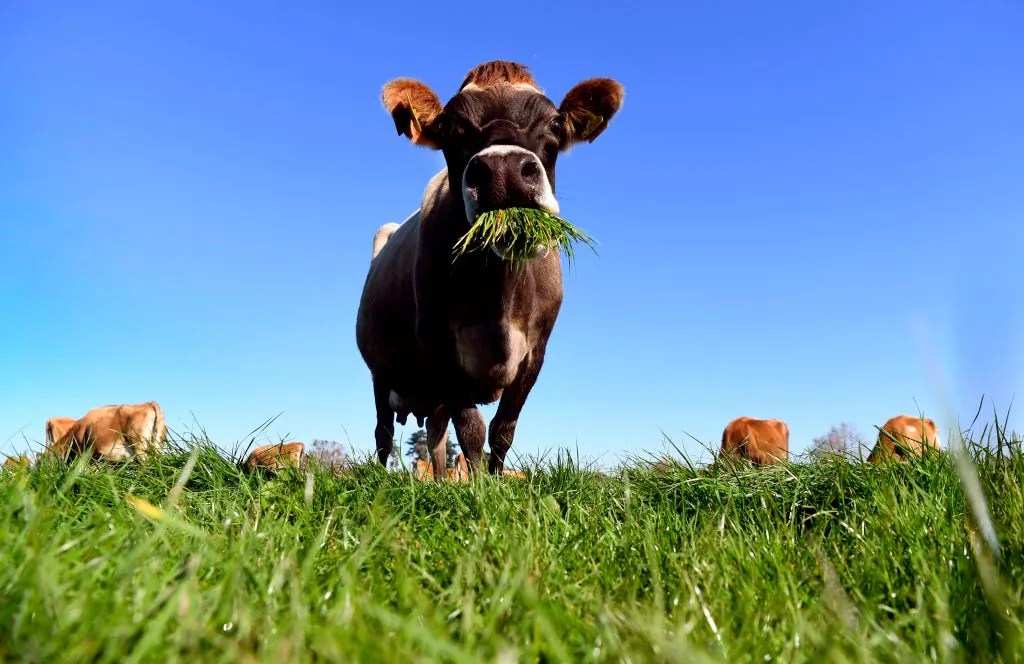 A cow eating grass on a dairy farm near Cambridge, New Zealand, on May 31, 2018. (William West/AFP via Getty Images)