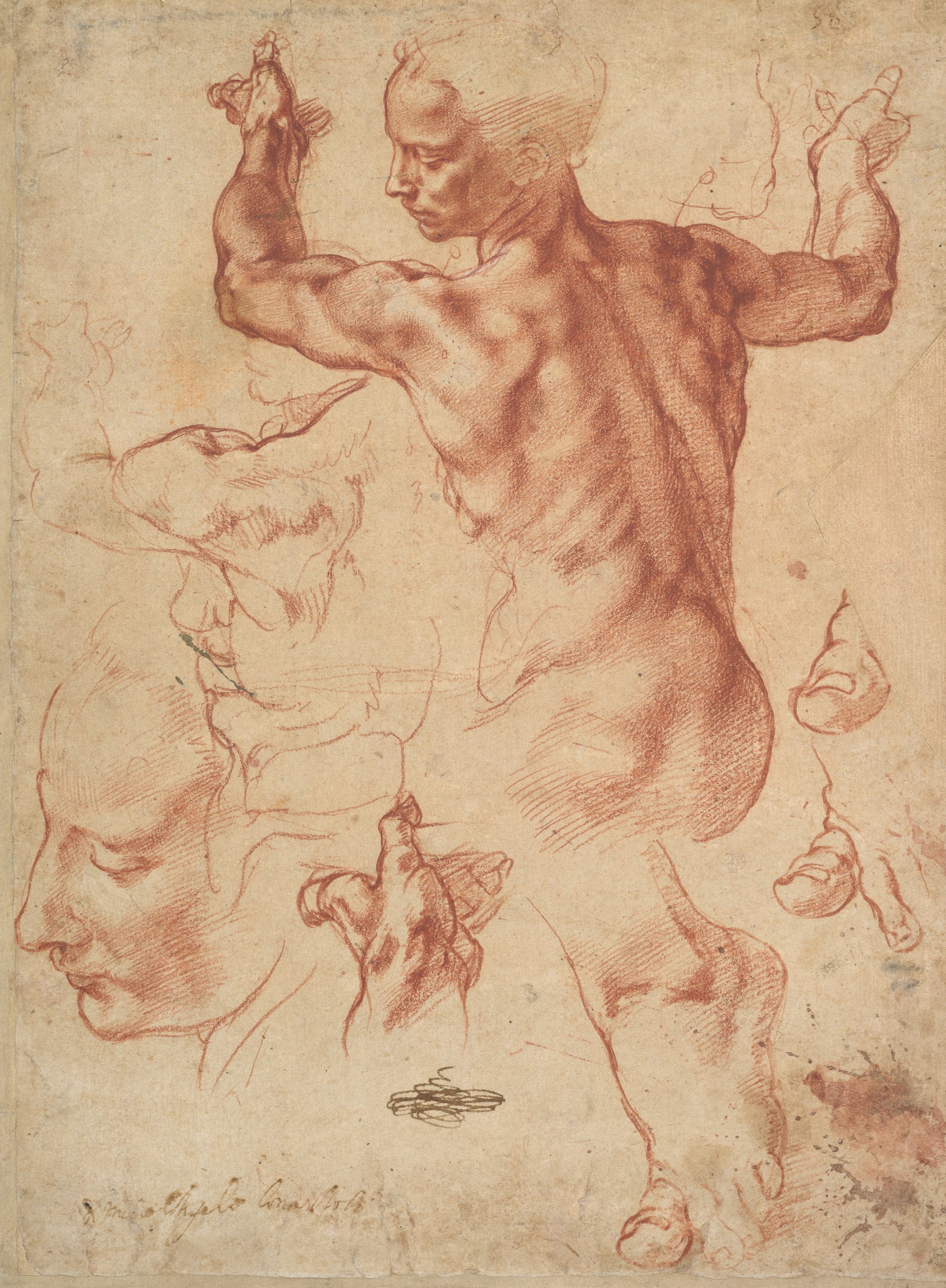 Studies for the Libyan Sibyl, between 1510-1511 by Michelangelo. Red chalk, white chalk and charcoal on paper; 11 3/8 inches by 8 7/16 inches. Metropolitan Museum of Art, New York City. 