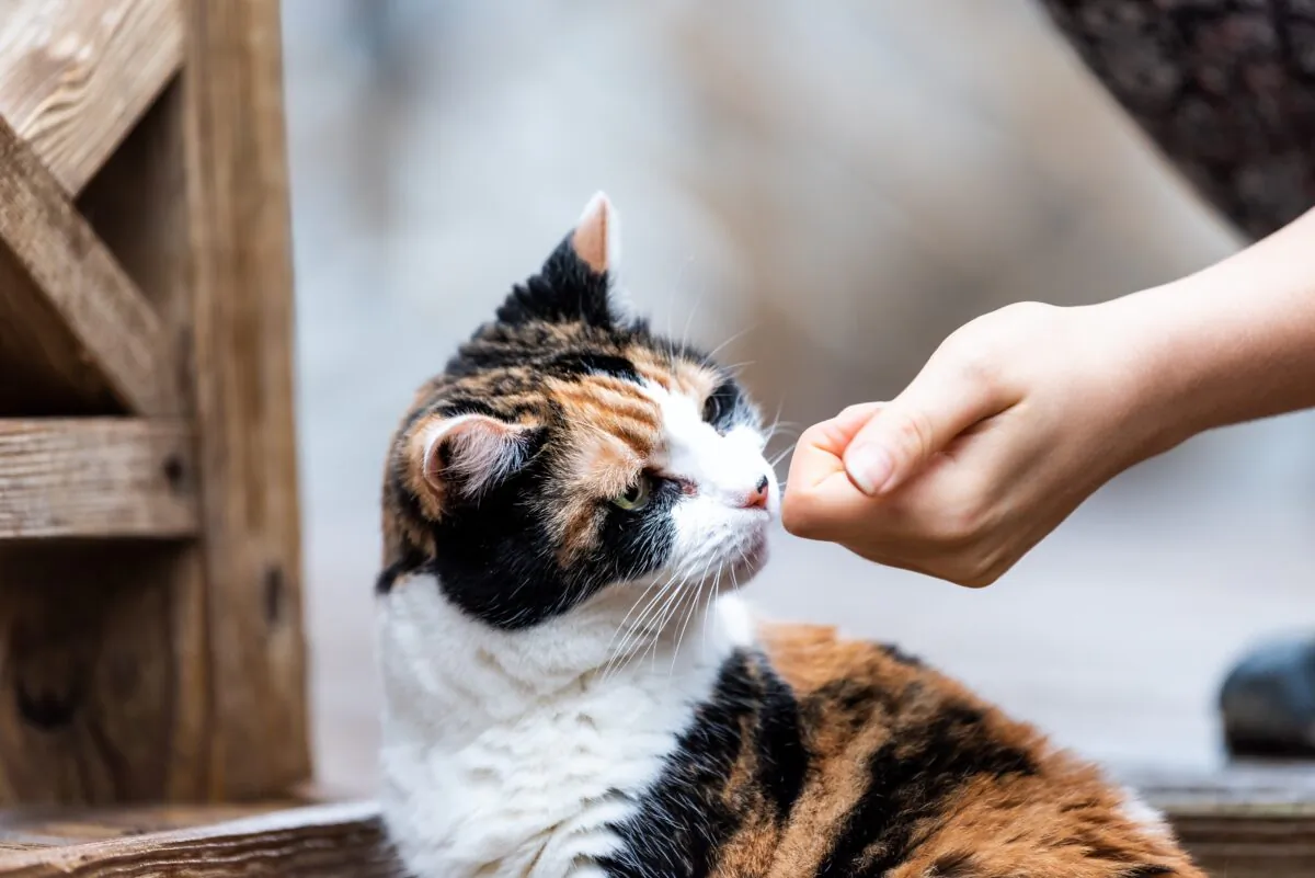 There are at least four very good reasons to not feed the neighbor's cat. (Andriy Blokhin/Shutterstock)