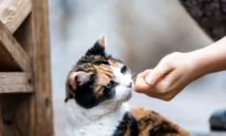 Don’t Feed Neighborhood Pets