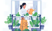 Summer Houseplant Care