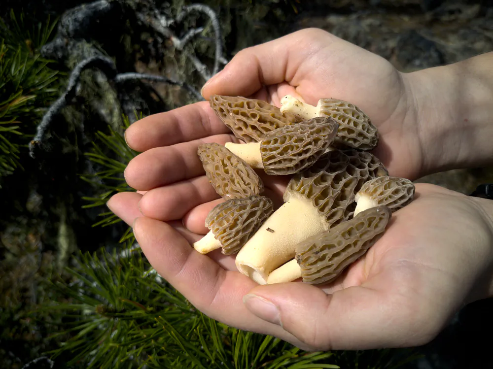 Morels are beloved for their unique meaty flavor and fleshy texture. (Daniel Just Photography/Shutterstock)