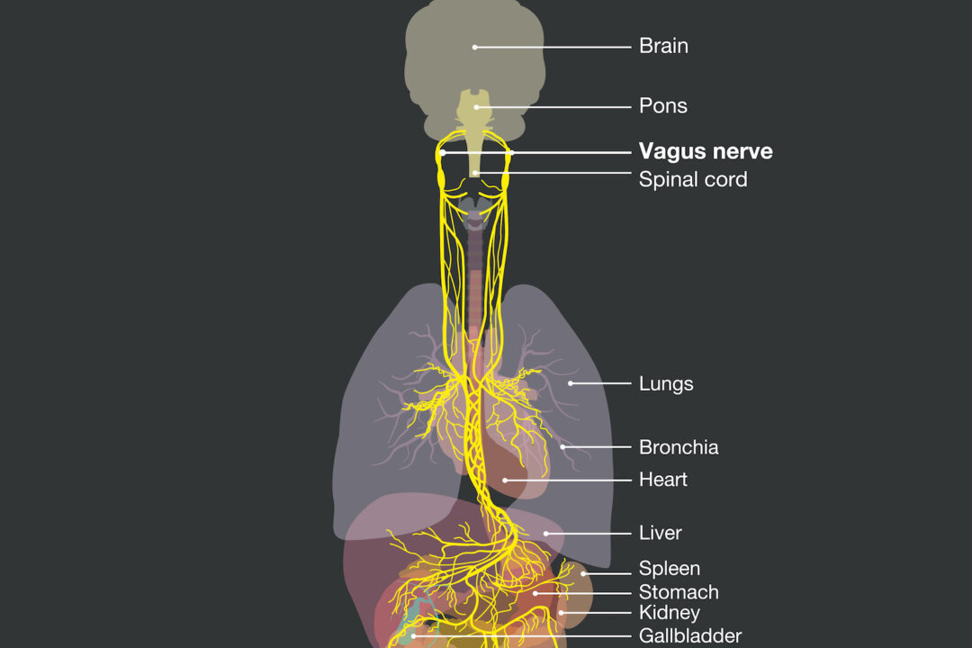 The Vagus Nerve Plays Several Critical Roles—Learn How to Tend to It
