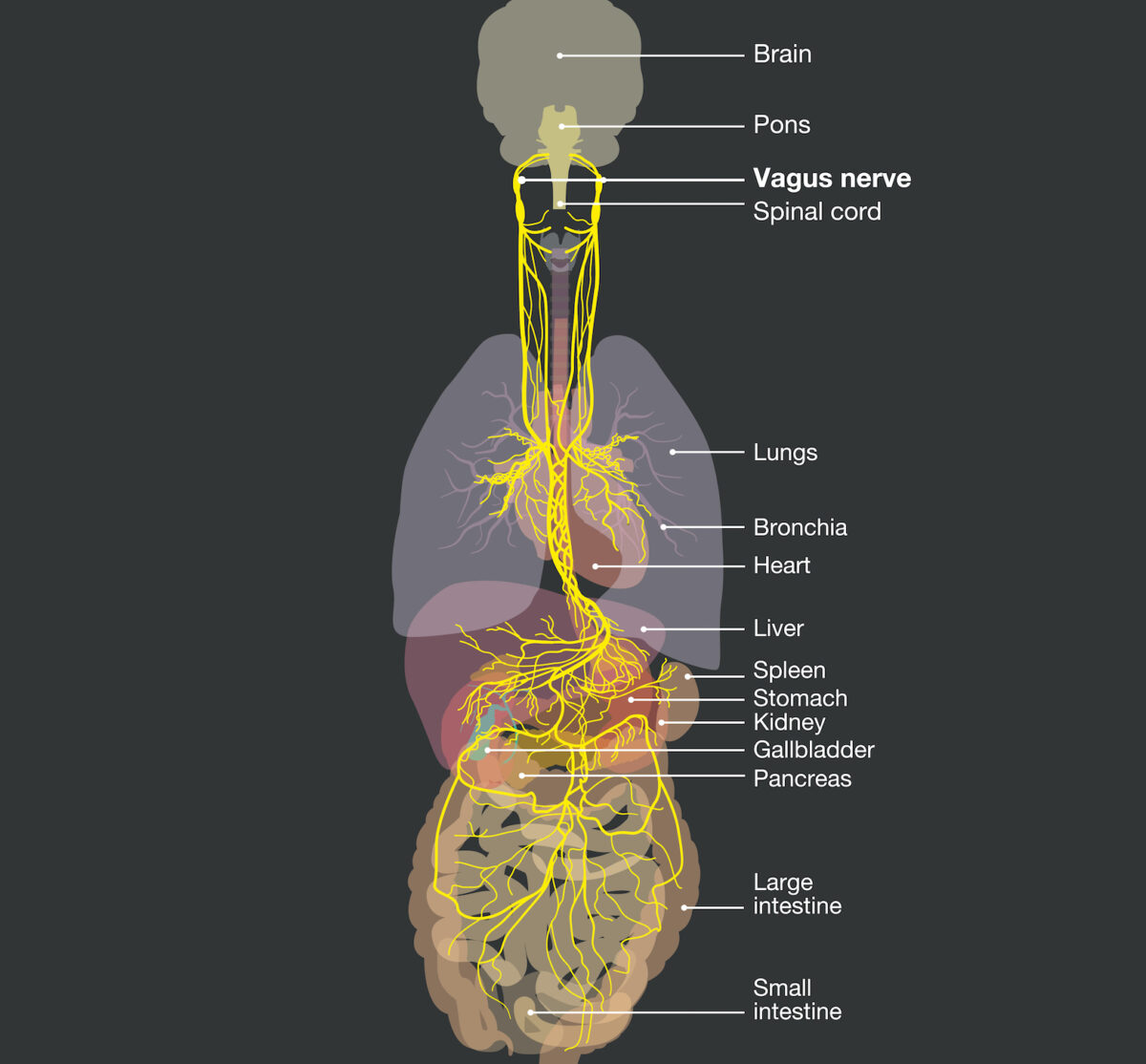 Why You Need to Tend to Your Vagus Nerve