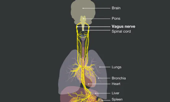 vagus-nerve-the-epoch-times