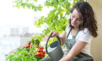 Create an Urban Garden in a Tiny Space