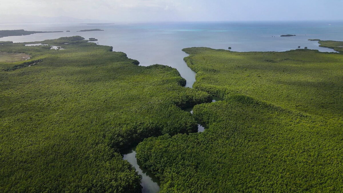 Guadeloupe mangroves