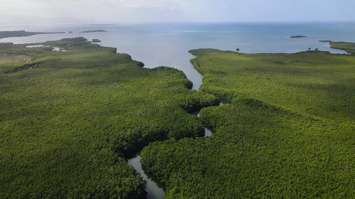 The mangroves of Guadeloupe, a French archipelago in the Caribbean, where the unusually large bacterium Thiomargarita magnifica was found, in an undated handout image. (Hugo Bret/U.S. Department of Energy's Lawrence Berkeley National Laboratory/Handout via Reuters)