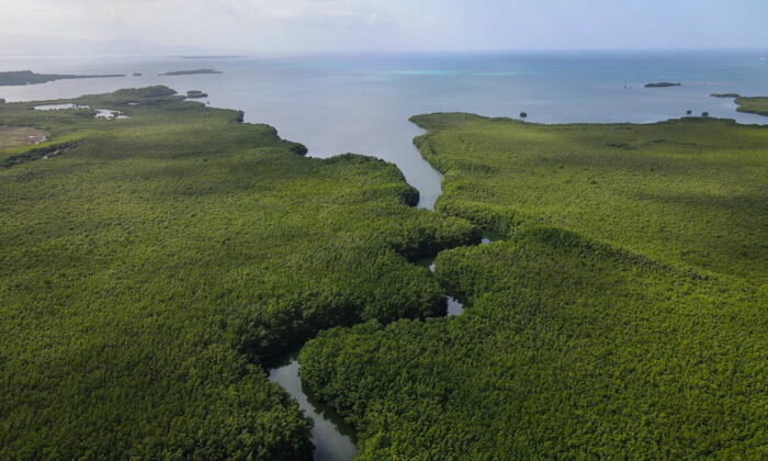 The mangroves of Guadeloupe, a French archipelago in the Caribbean, where the unusually large bacterium Thiomargarita magnifica was found, in an undated handout image. (Hugo Bret/U.S. Department of Energy's Lawrence Berkeley National Laboratory/Handout via Reuters)