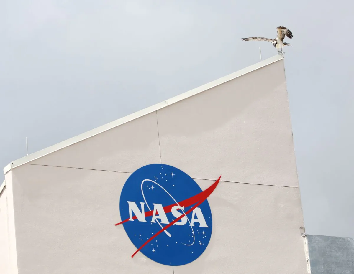 An Osprey perches near the main press center at the Kennedy Space Center in Florida on June 6, 2022. (Gregg Newton/AFP via Getty Images)