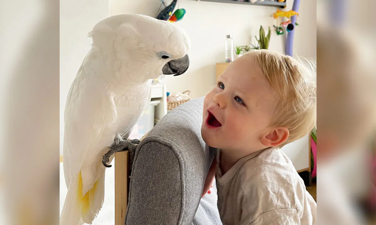 (Courtesy of @marnithecockatoo and Marni the Cockatoo)