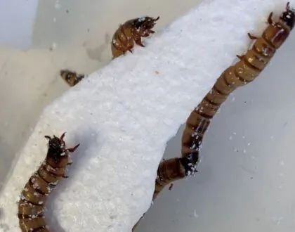Plastic Eating Worms Show Promise for Plant-Scale Recycling