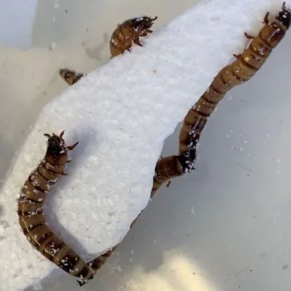 The Zophobas morio ‘superworm’ can eat through polystyrene. (Image supplied by University of Queensland)
