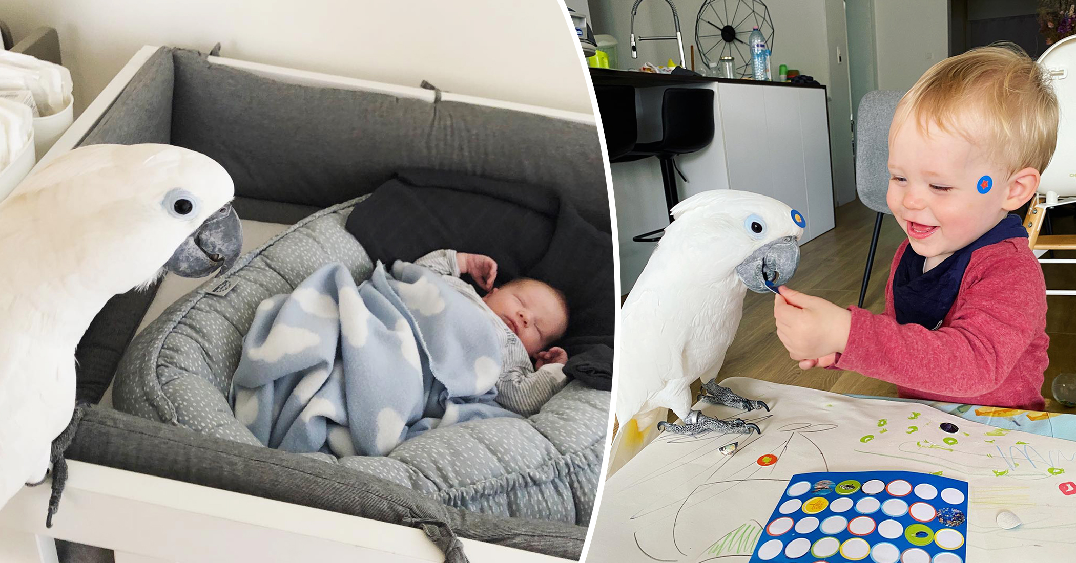 VIDEO Cockatoo Jealous of Owner’s Baby Son Finally Falls in Love, Now