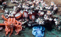 Biden Admin Announces Plan to Conserve Largest Underwater Canyon Along US Atlantic Coast