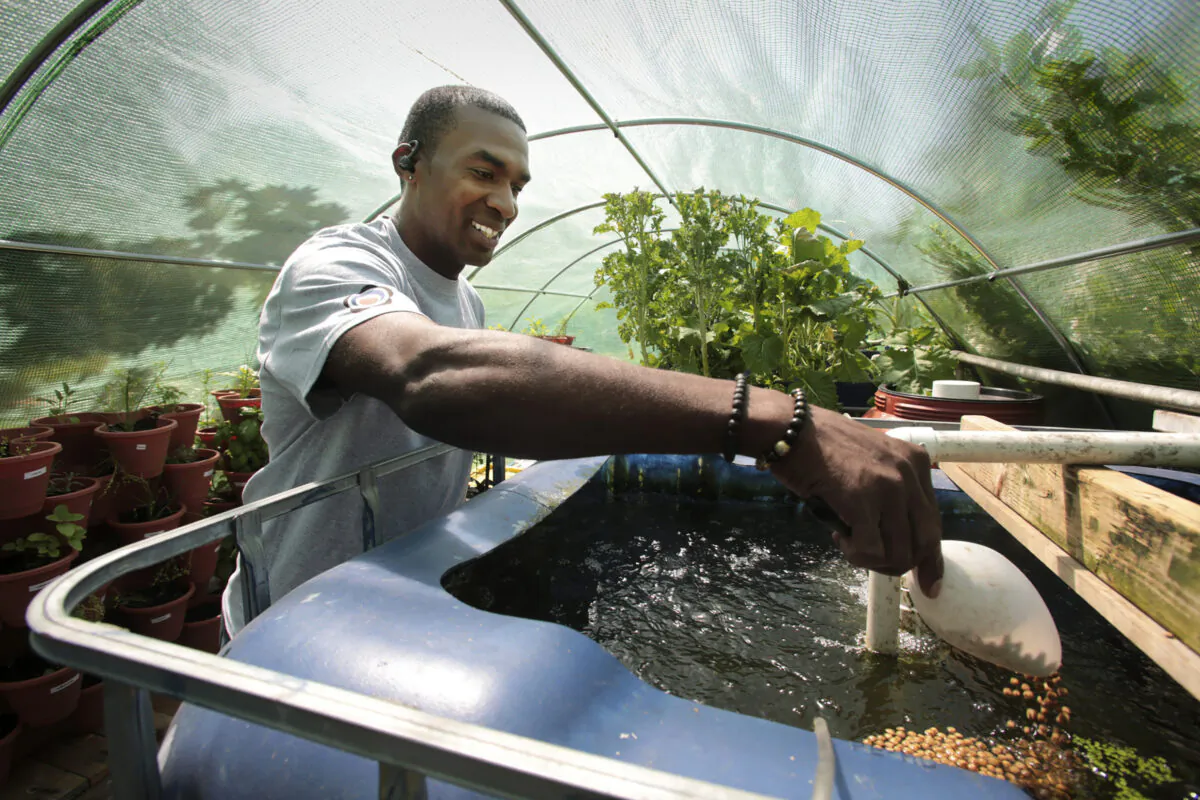 Hartford backyard farmer Travis Stewart feeds his tilapia fish that he grows in a large tank using a water filtering system he made in Hartford, Connecticut. Stewart started with an egg that became a compact garden that produces eggs, vegetables, and fish to eat for his family and friends. (Michael McAndrews/Hartford Courant/TNS)