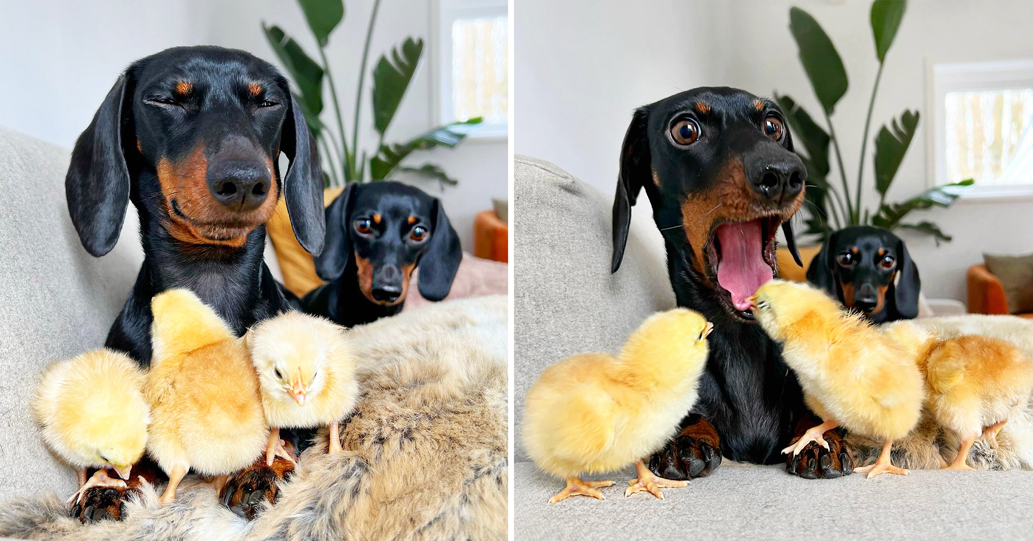 Hilarious Moment Shows Dachshund’s Priceless Reaction After Getting