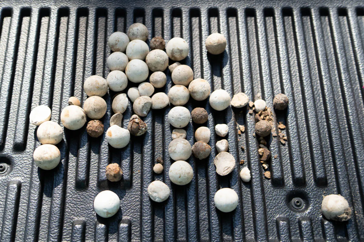 On the back of his truck, Gary Cananzey laid out various artifacts found at his nephew's driveway. They appear to be projectiles dating to the Seminole Wars or Civil War. (Angelica Edwards/Tampa Bay Times/TNS)