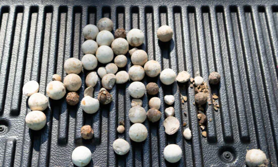 In Florida, Man Finds Remains of a Historic Battlefield in His Driveway