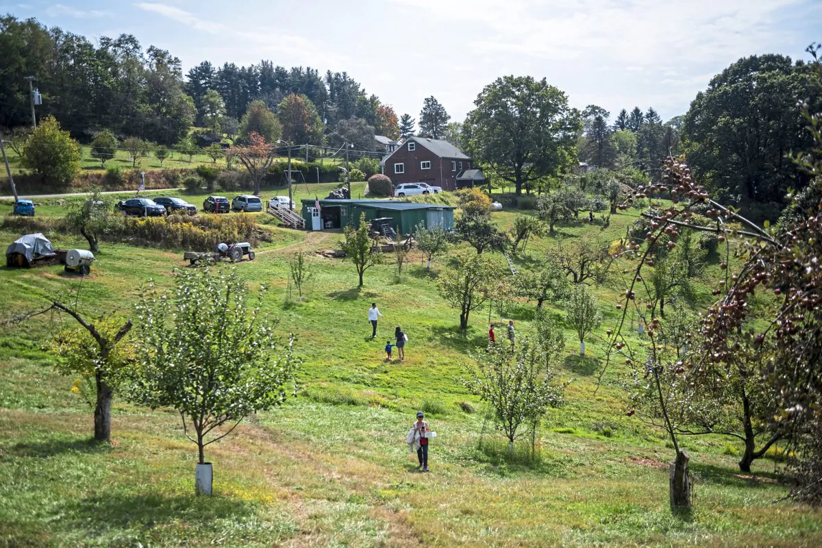 People enjoy an afternoon picking apples, on Sept. 28, 2019, at Norman's Orchard in Tarentum, Pennsylvania. (Michael M. Santiago/Pittsburgh Post-Gazette/TNS)