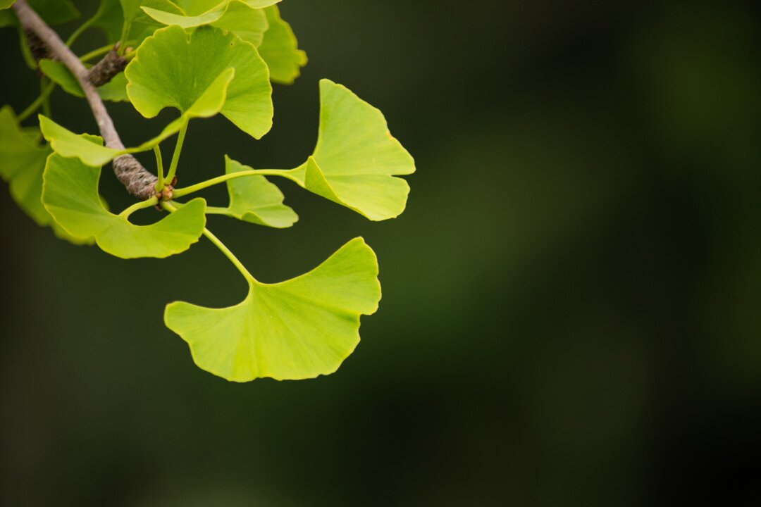 Protect Your Brain With These Natural Substances