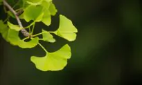 Protect Your Brain With These Natural Substances