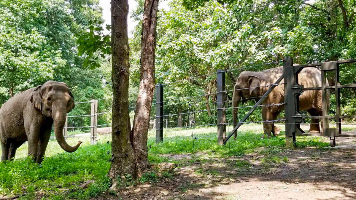 Happy and its companion Patty at Bronx Zoo in New York in a file photo. (Bronx Zoo/Handout via Reuters)