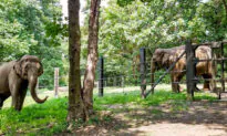 Happy the Elephant Is Denied Personhood, to Stay at Bronx Zoo