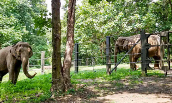 Happy the Elephant Is Denied Personhood, to Stay at Bronx Zoo