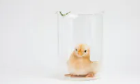 Genetically Engineered Hens Made to Kill Their Own Chicks