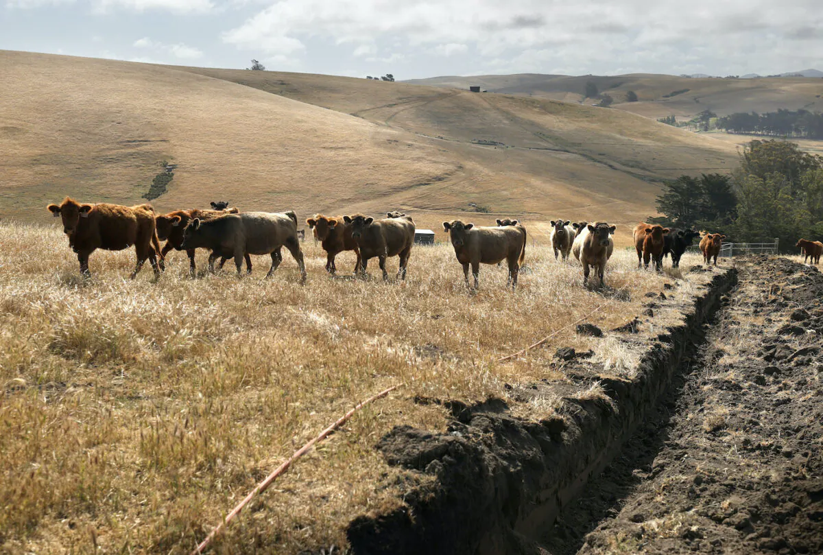 Cattle graze on dried grass at a ranch in Tomales, Calif., on June 8, 2021. (Justin Sullivan/Getty Images)