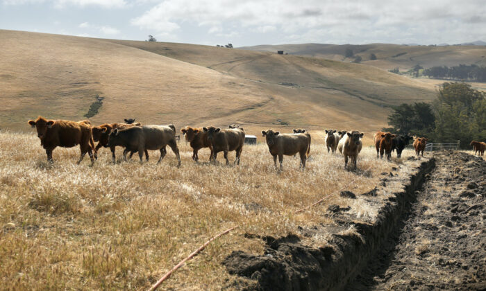 Cattle graze on dried grass at a ranch in Tomales, Calif., on June 8, 2021. (Justin Sullivan/Getty Images)