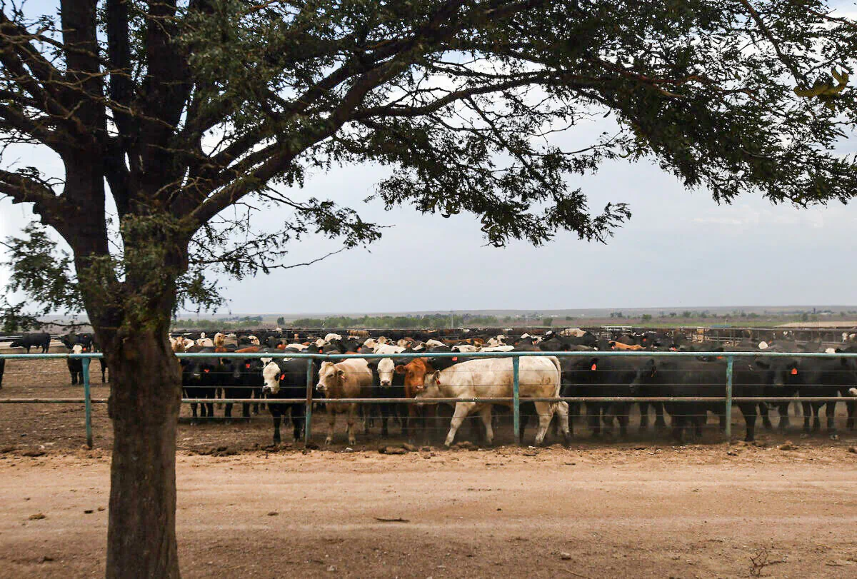 Cattle crowd inside a Colorado feedlot on Aug. 22, 2012. (John Moore/Getty Images)