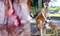 Watch Baby Kangaroo Growing Inside Mother’s Pouch