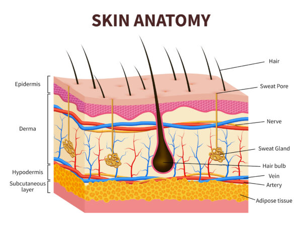 Human,Skin.,Layered,Epidermis,With,Hair,Follicle,,Sweat,And,Sebaceous