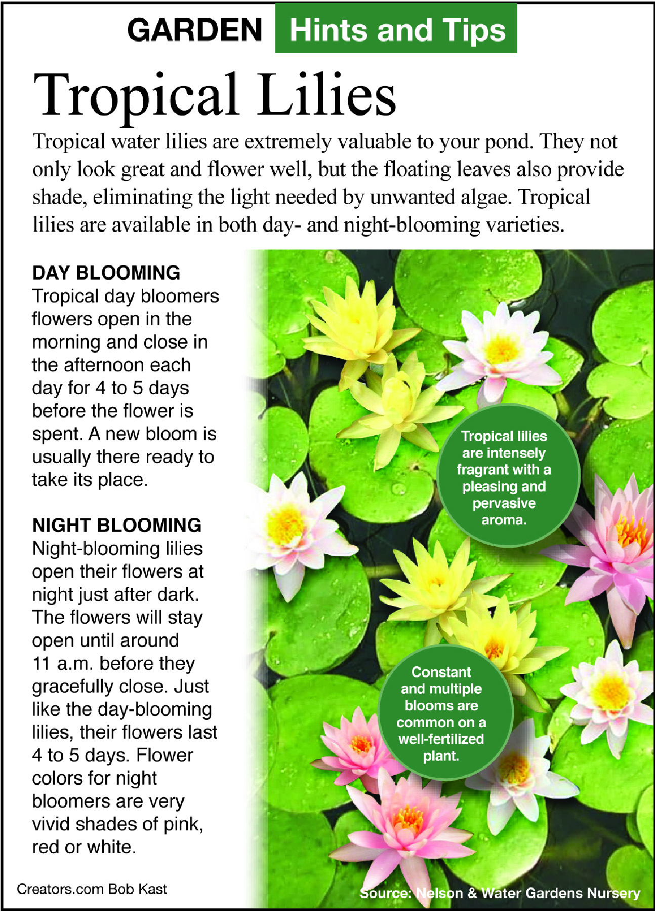 tropical lilly tip sheet