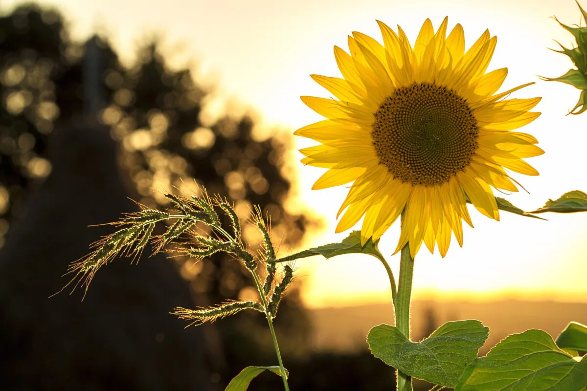 When kindness and thinking of others is highly valued, what flowers might bloom! (Pixabay/Pexels)