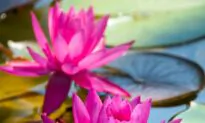 Ponds and Waterlilies