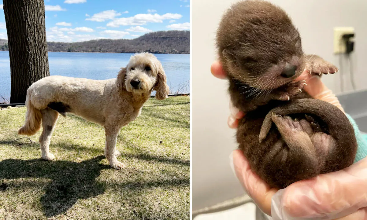 Left: (Courtesy of Cleo Young); Right: (Courtesy of Wildlife Rehabilitation Center of Minnesota)