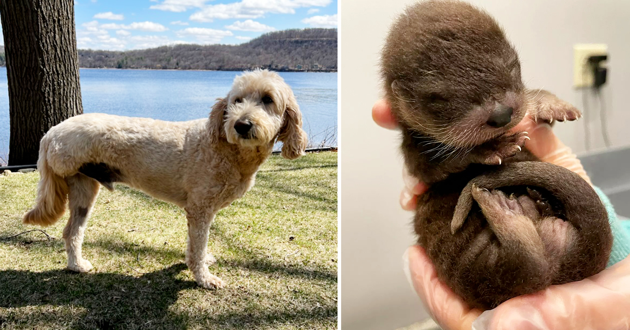 Heroic 3Legged Dog Battling Cancer Rescues Orphaned Otter Pup From River