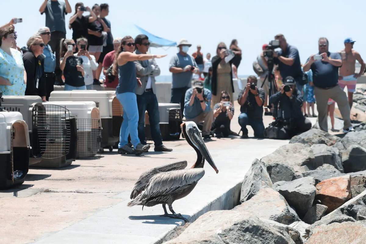Supporters and bystanders are encouraged to watch quietly as pelicans are released after they had been nursed back to health, on a jetty at Corona Del Mar State Beach in Newport Beach, Calif., on June 17, 2022. (Julianne Foster/The Epoch Times)