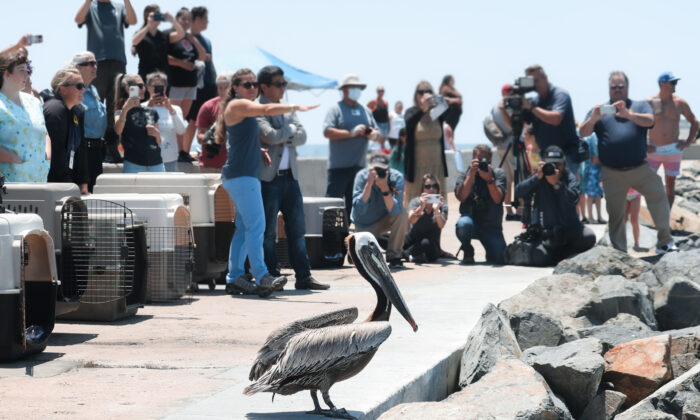 Supporters and bystanders are encouraged to watch quietly as pelicans are released after they had been nursed back to health, on a jetty at Corona Del Mar State Beach in Newport Beach, Calif., on June 17, 2022. (Julianne Foster/The Epoch Times)