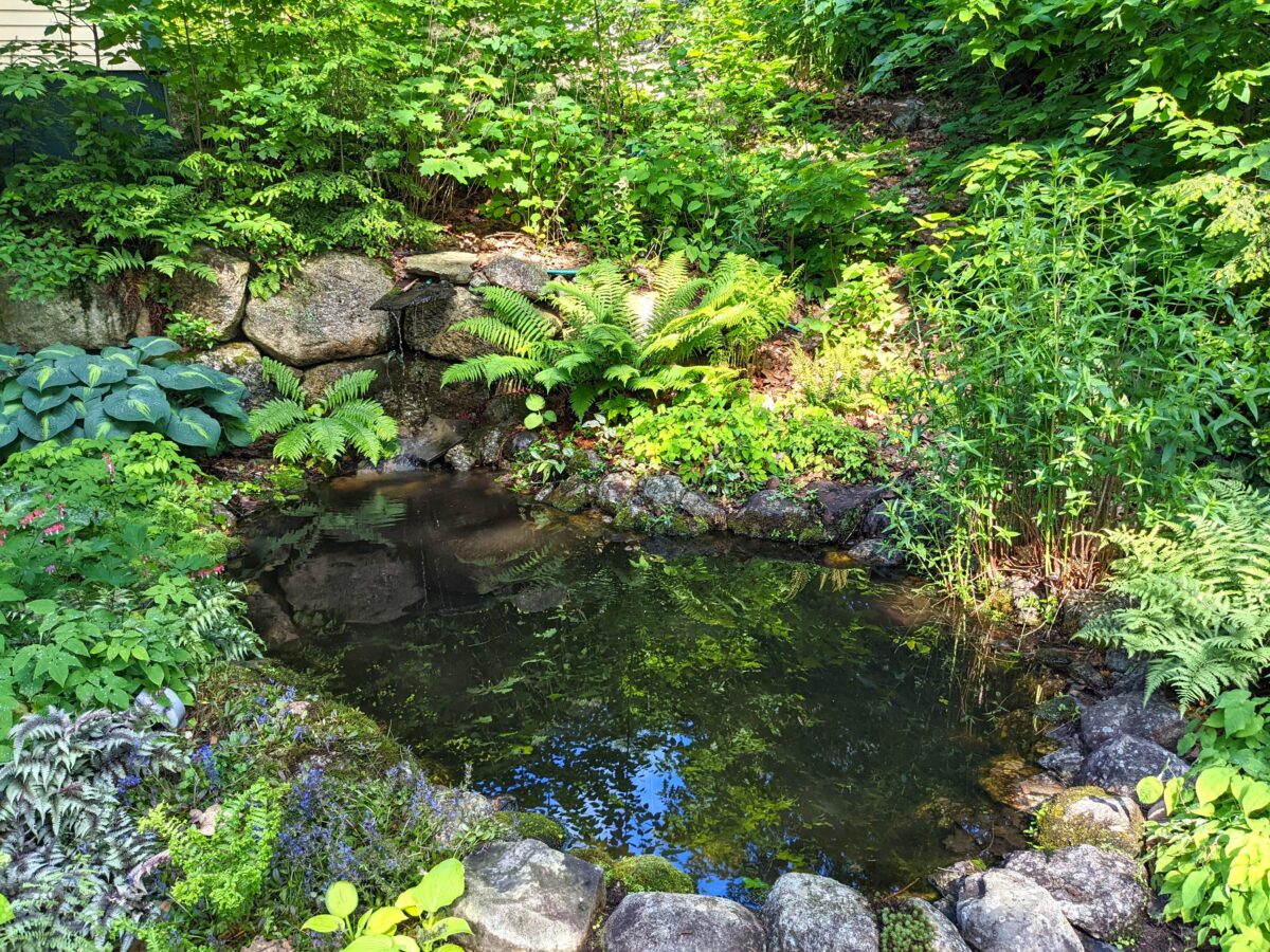 This is the pond in my own yard. It's got a waterfall and is a gathering place for frogs, chipmunks and humans too! (Tim Carter/TNS)