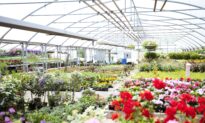 5 Things You Should Consider Before Buying Plants at the Nursery