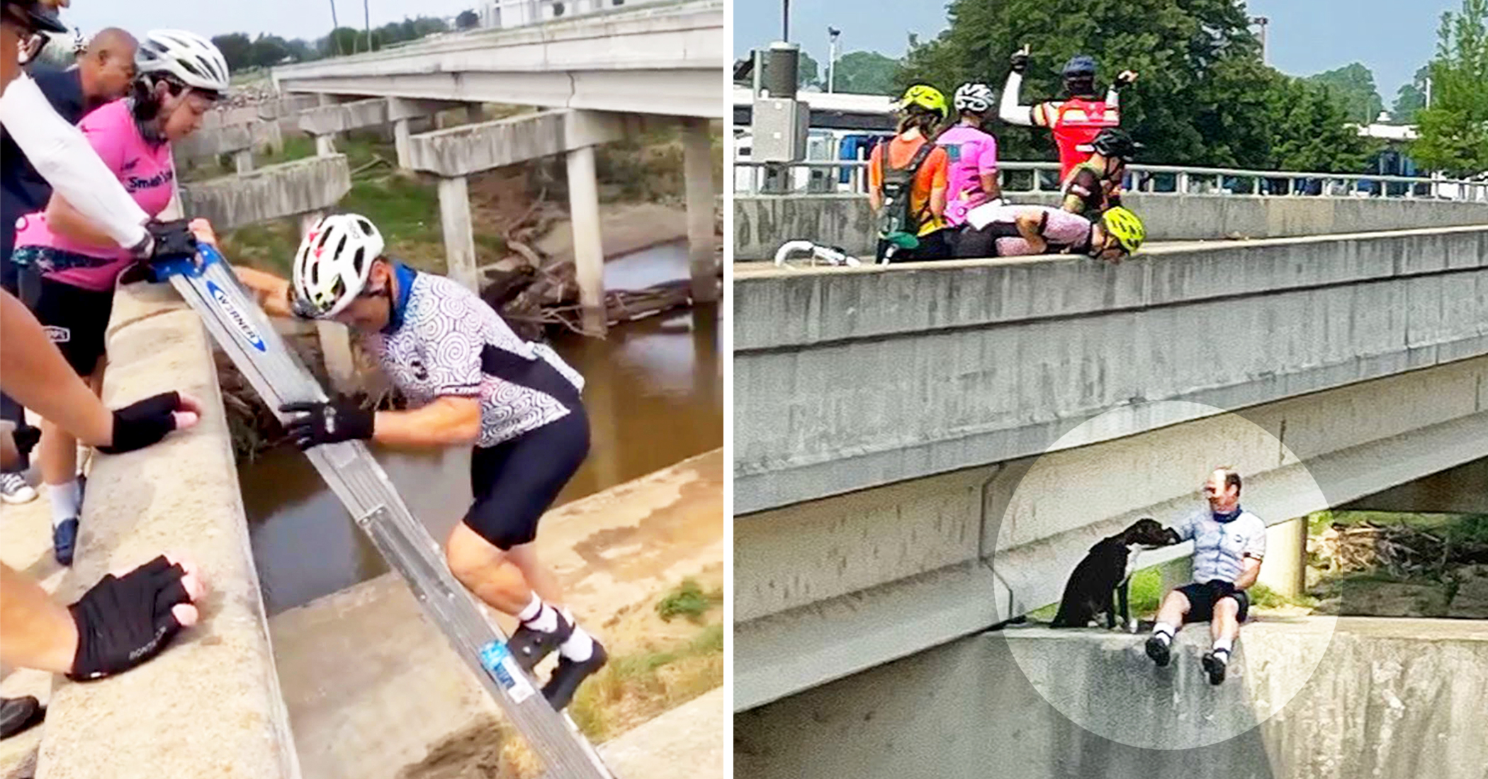 Scared, Stranded Dog Alone on Bridge Support Beam Rescued by a Group of 7 Cyclists - Vimarsana News