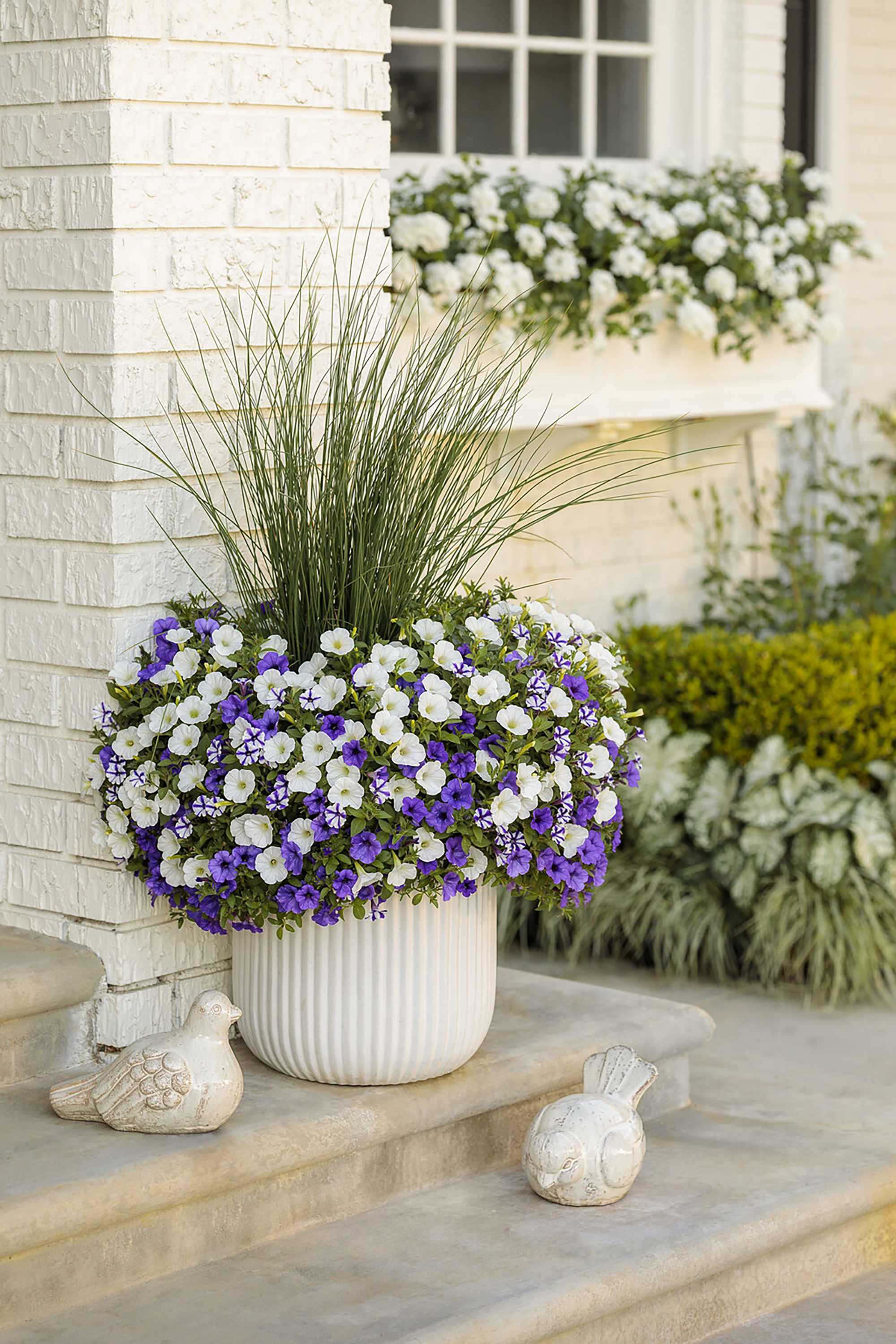 Indigo, Violet Star and White all surrounding Graceful Grasses Blue Mohawk rush
