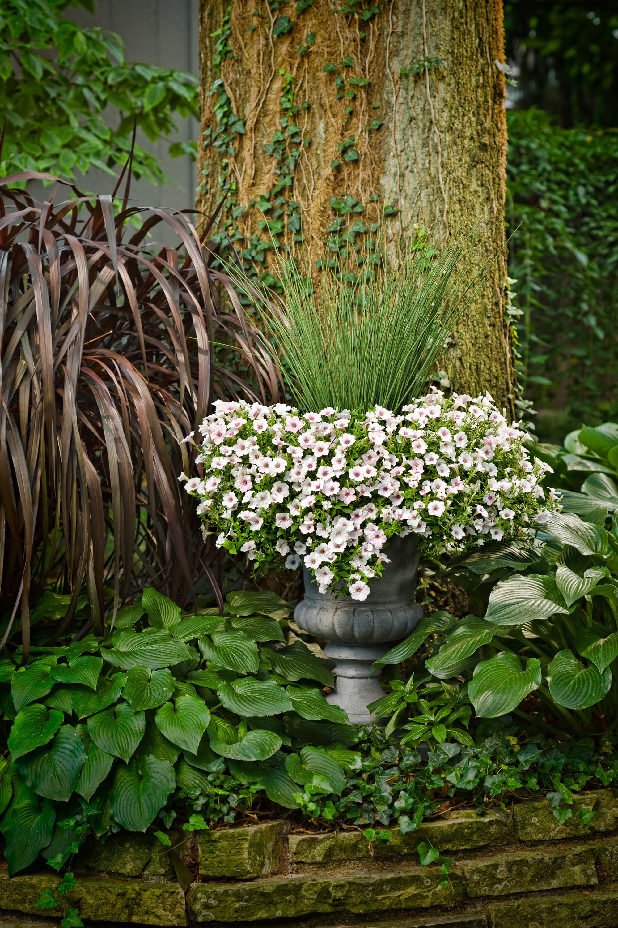 urn with Supertunia Vista Silverberry and Graceful Grasses Blue Mohawk rush
