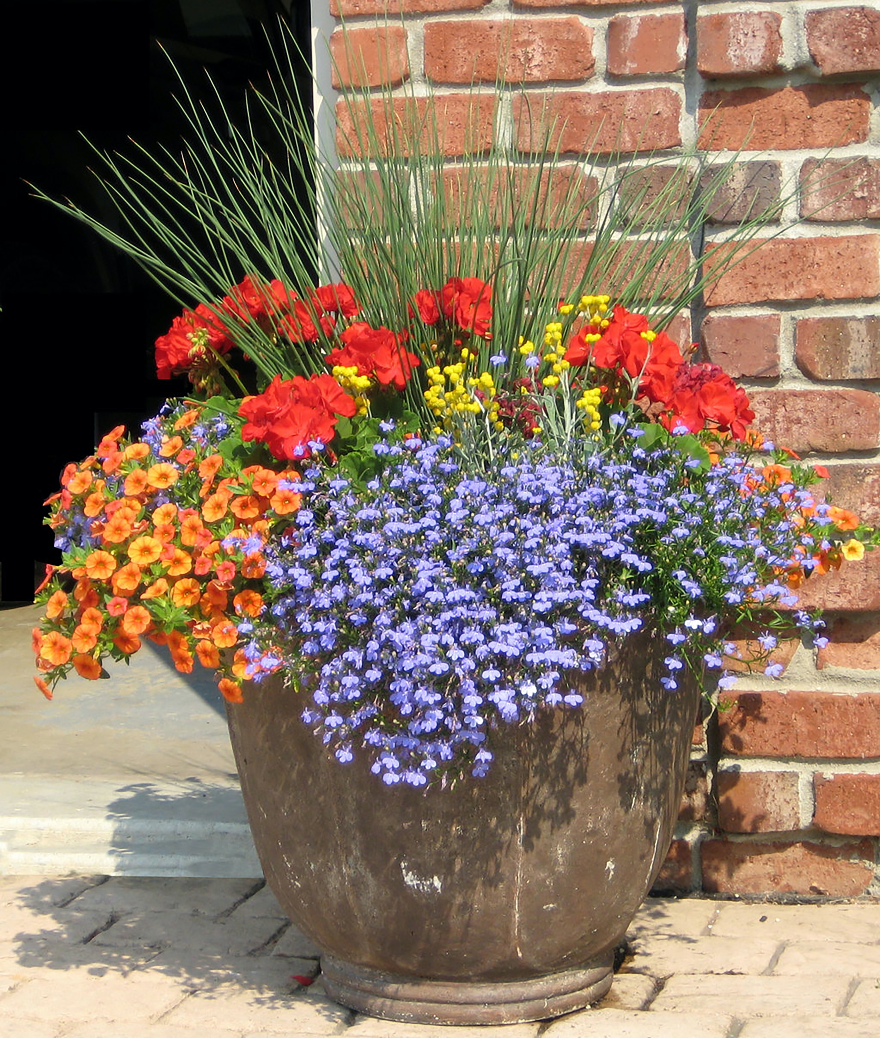 triadic harmony using Laguna Sky Blue lobelia, Superbells Dreamsicle calibrachoa, Flambe Yellow chrysocephalum, Boldly Deep Red geranium with Graceful Grasses Blue Mohawk rush as the thriller.